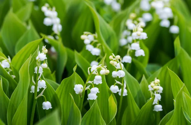gros plan de muguet