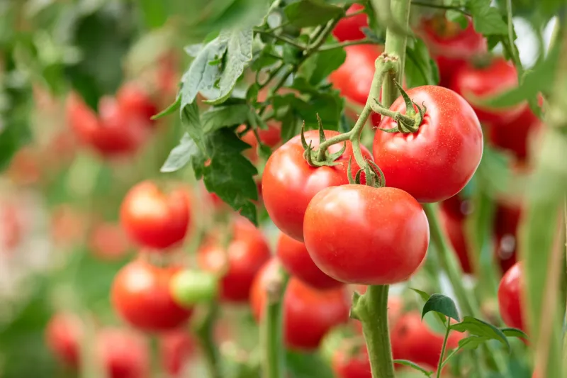 three ripe tomatoes on green branch home grown tomato vegetables growing on vine in greenhouse autumn vegetable harvest on organic farm