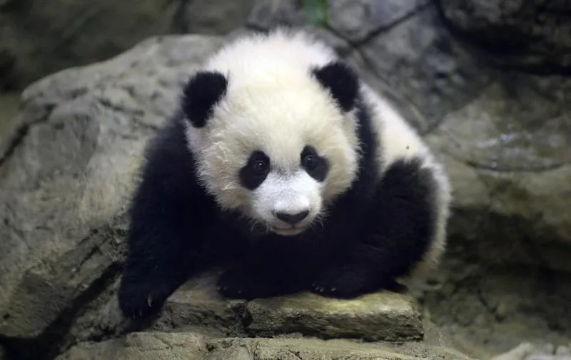 usa chine animal panda zoo tourisme