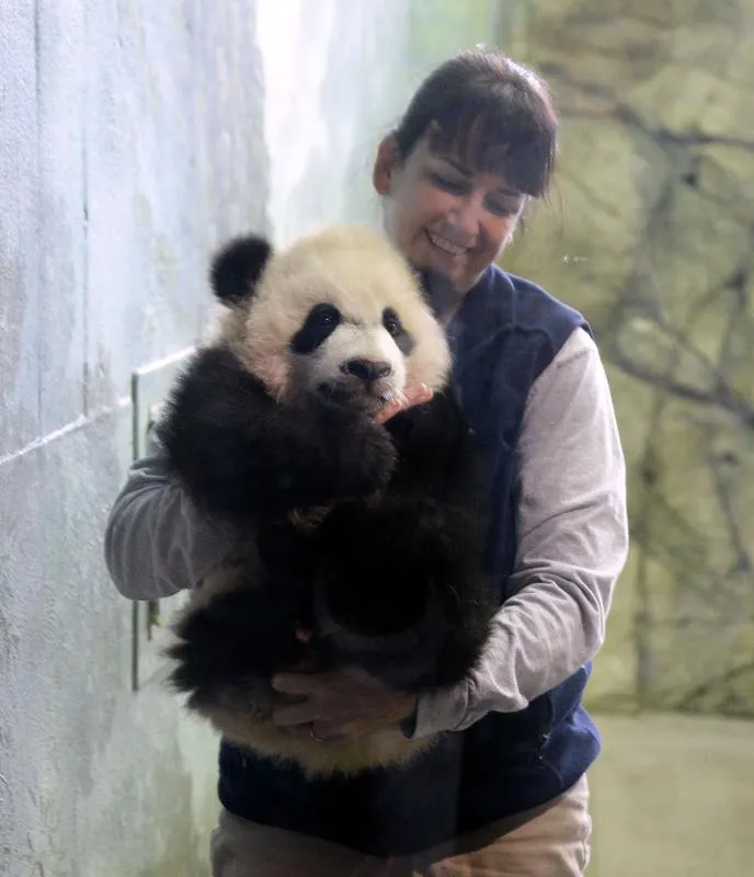 usa chine animal panda zoo tourisme