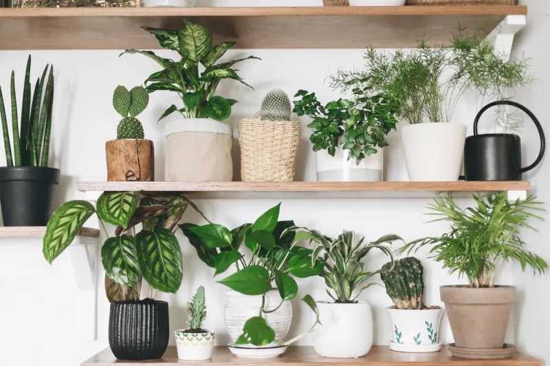 stylish wooden shelves with green plants and black watering can modern room decor cactus, dieffenbachia, asparagus, epipremnum, calathea,dracaena,ivy, palm,sansevieria in pots on shelf