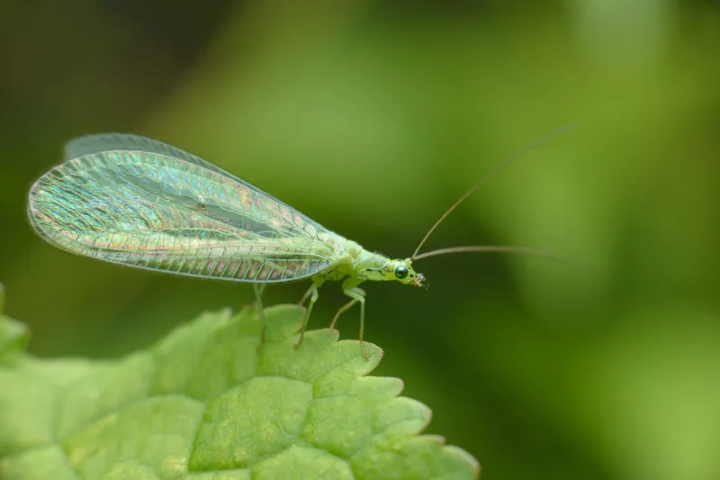 a small tiny butterfly green lacewings, chrysopidae with thin transparent mesh wings side view macro photography of insects, copy space, selective focus