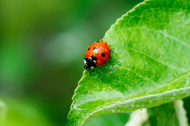apple leaf with ladybug and raindrops in the garden on spring