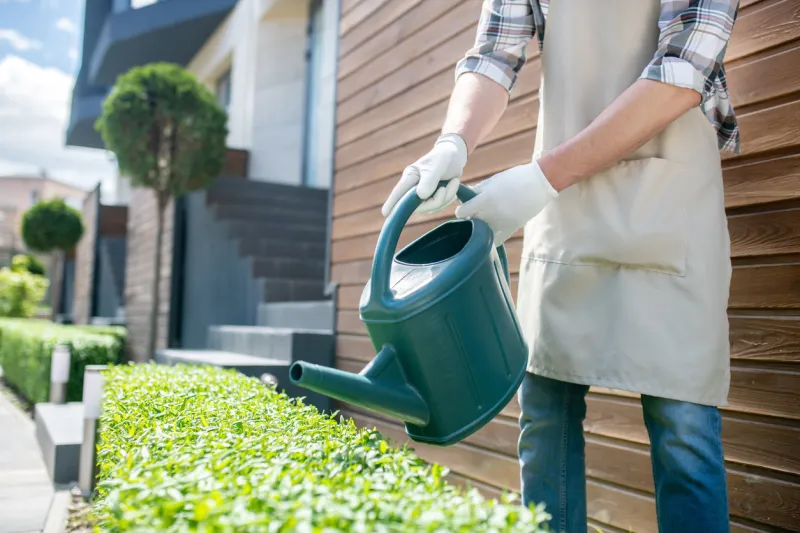 gardening time close-up of male hands in protective gloves watering bushes with green watering can in the yard