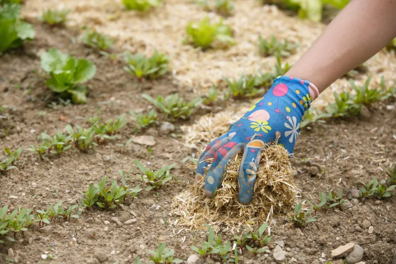 gardener spreading a straw mulch around planted seedlings to fertilize and protect it from the drought natural living, organic eating, biodynamic, permaculture principles gardening