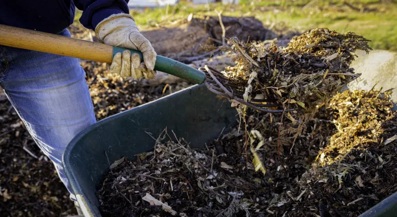 using a pitchfork to add wood chips and shredded brush to a no-dig raised bed for permaculture gardening