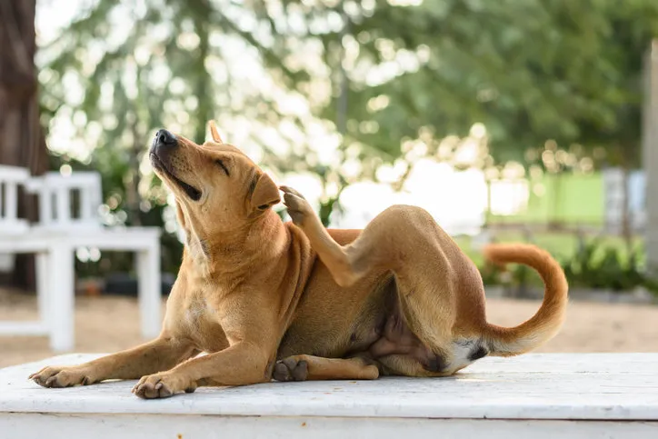 brown dog is scratching on white table