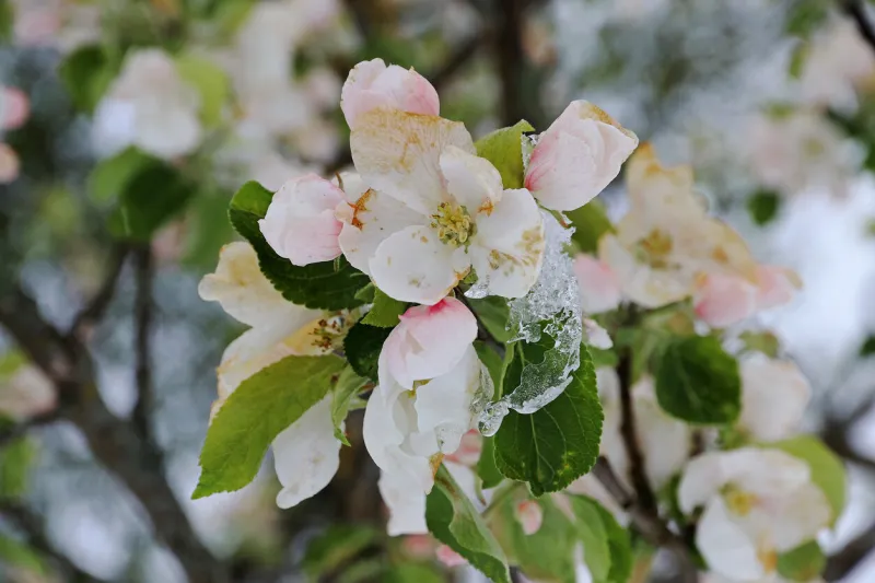 apple blossoms with snowflakes and icicles cold weather in spring causes fruit blossoms to freeze