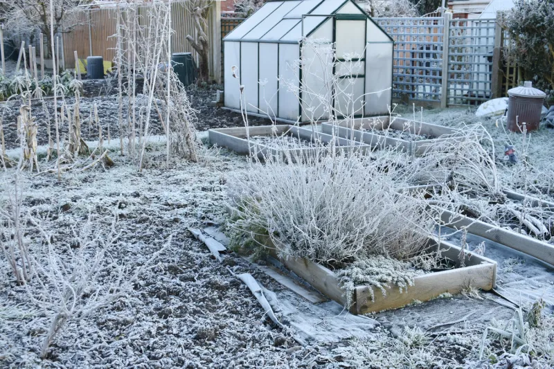 frosty day on an allotment vegetable patch with greenhouse