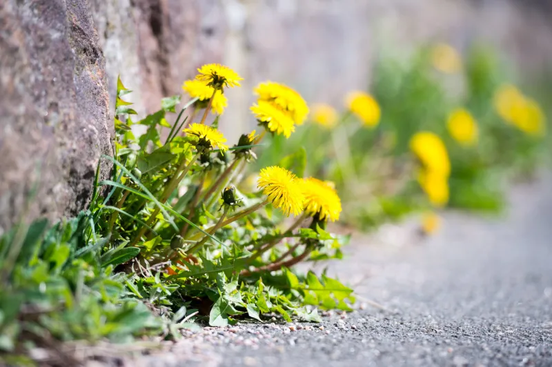 dandelions seem to remind us of being grateful for what we have and finding a way to blossom