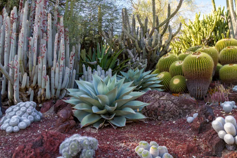 amazing desert cactus garden with multiple types of cactus in the spring or summer