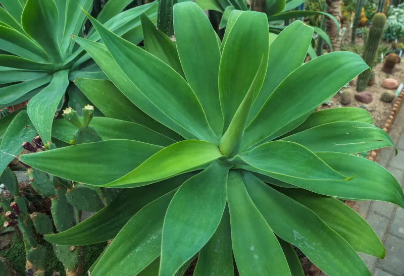 view from above on growing agave attenuata plant