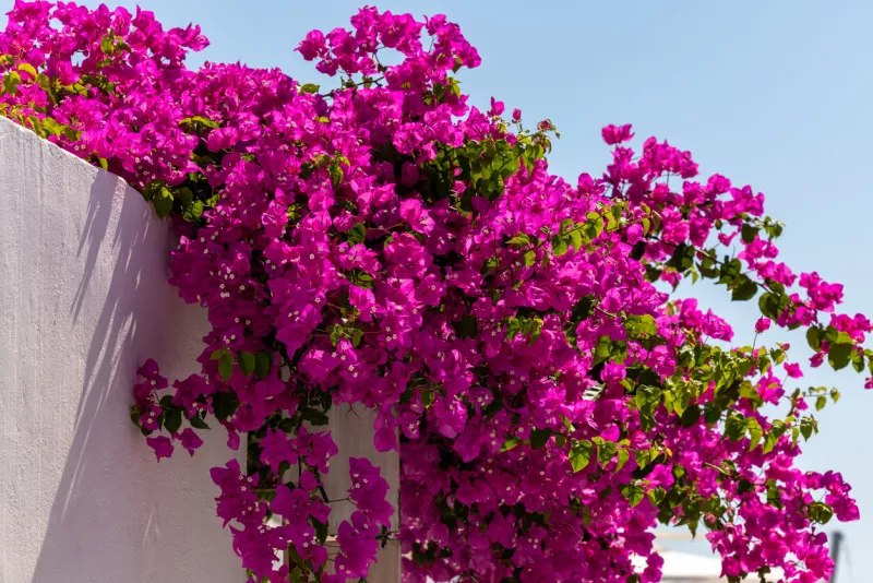 blooming red bougainvillea flowers in santorini island