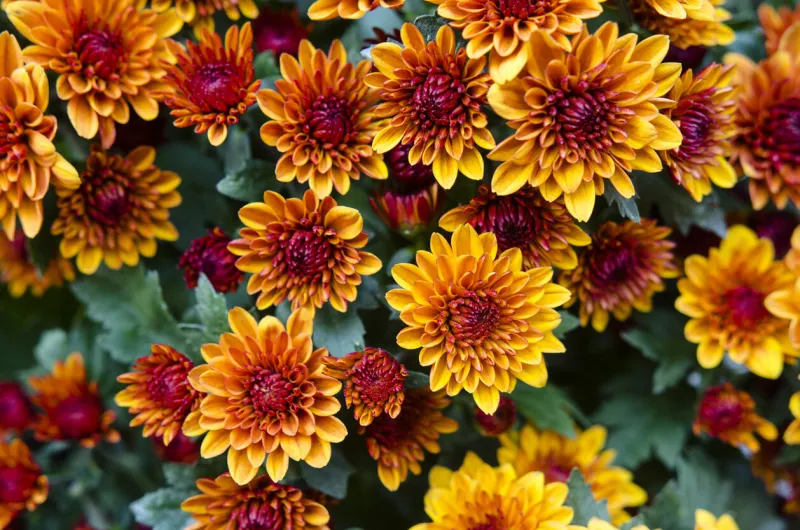 orange chrysanthemums in the autumn garden chrysanthemum background
