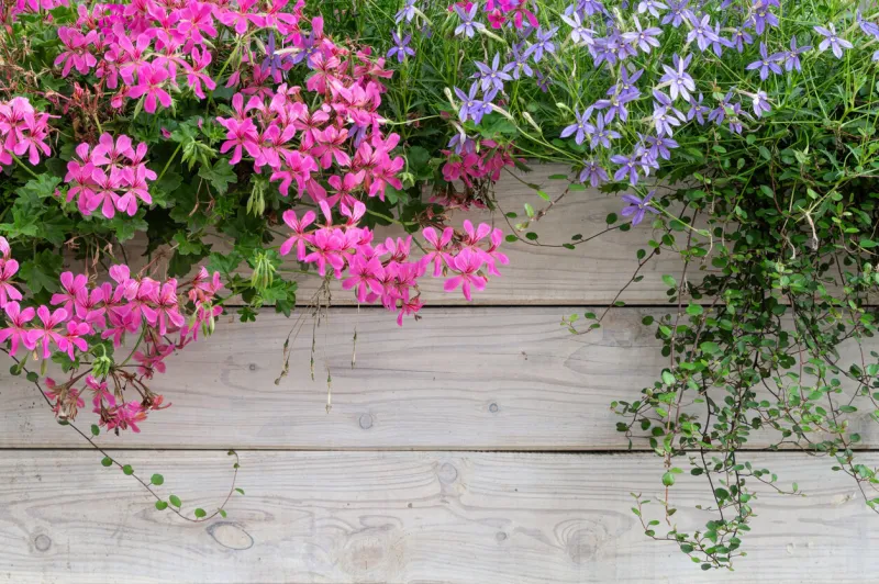 colourful rustic summer background pink and purple geranium flowers and a white weathered wooden board