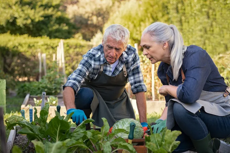 senior man and mature woman wearing apron and picking vegetables at farm garden senior farmers looking at plants while picking vegetables worried retired couple examine plants at backyard garden during the harvest