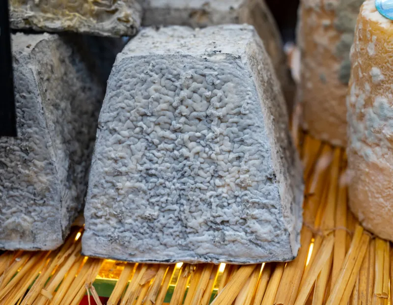 cheese collection, french cheese valencay made from goat milk in region berry, loire valley in france close up