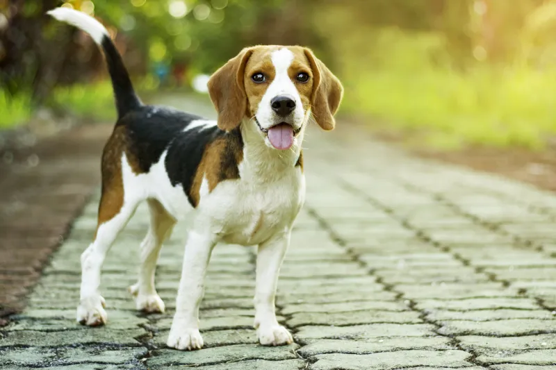 beagle puppy standing on the walkway in public park with sunlight