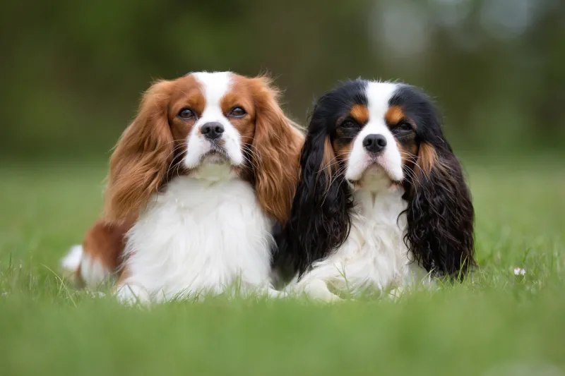 two purebred cavalier king charles spaniel dogs without leash outdoors in the nature on a sunny day