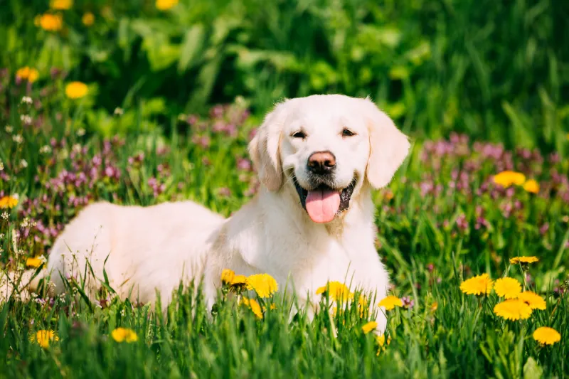 white obedient funny young happy labrador retriever sitting in grass and in yellow dandelions outdoor spring season smiling dog