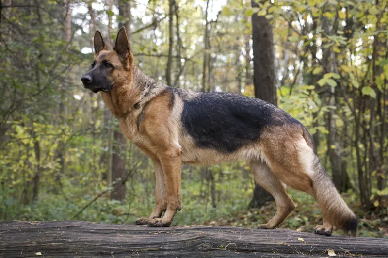 a german shepherd dog on a forest walk