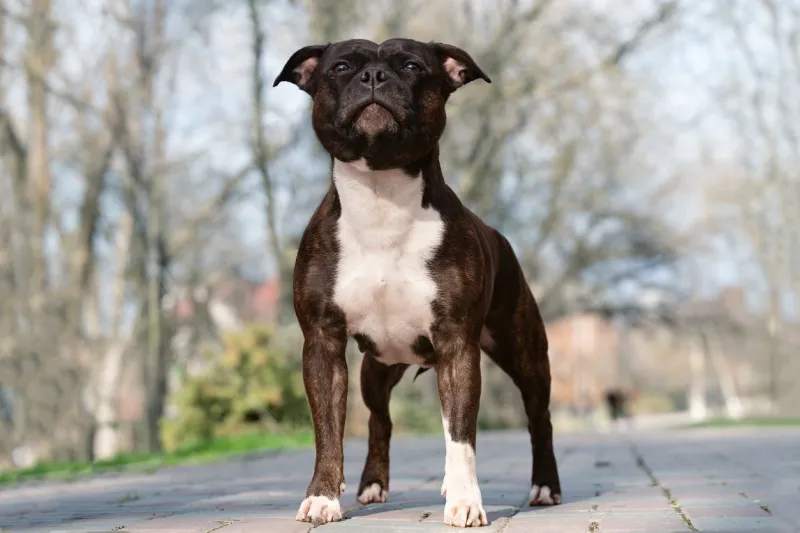 beautiful dog of staffordshire bull terrier breed, of tiger stripped color, serious face, proud look, standing on park background outdoors, copy space