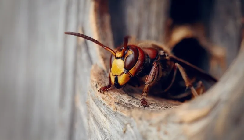 portrait of a big wasp - a hornet about an entrance to a nest life of insects