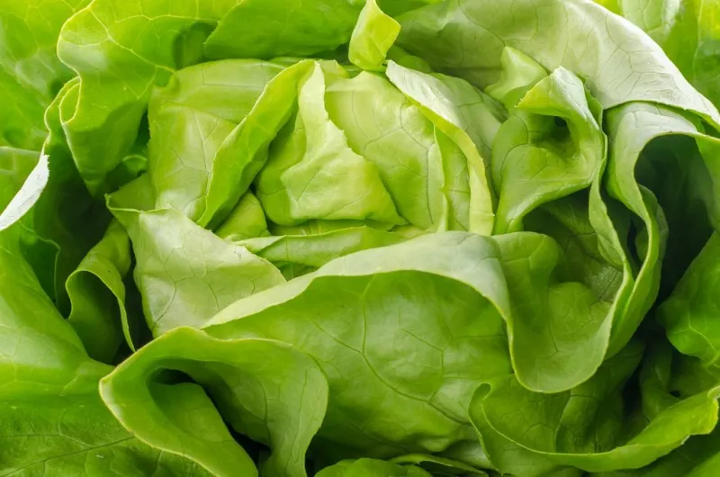 fresh heart of lettuce, closeup