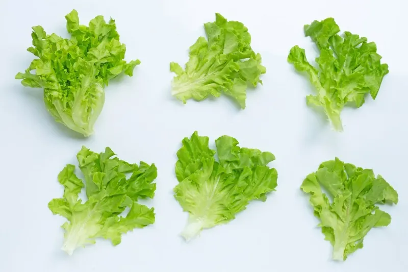 green oak lettuce on white background