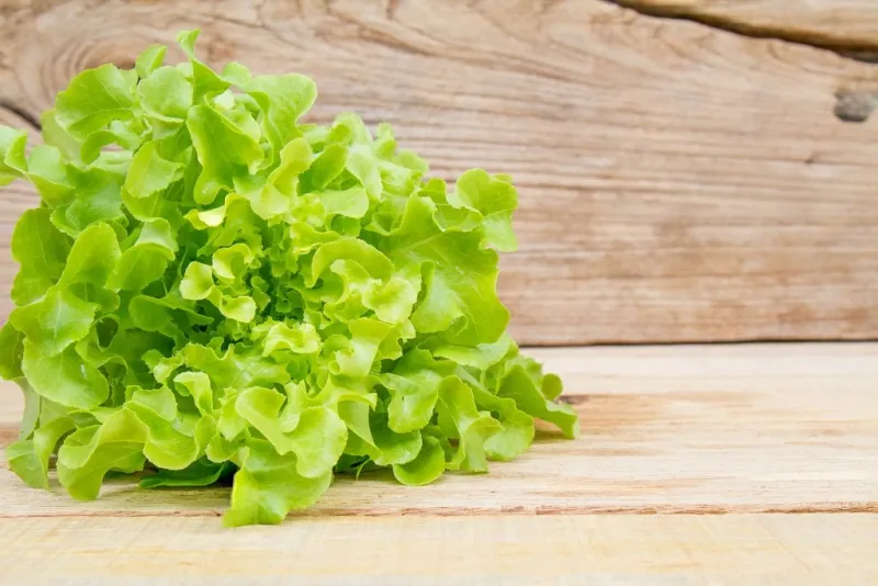 green oak lettuce fresh on wood table