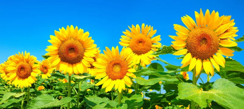image of sunflower field in full bloom