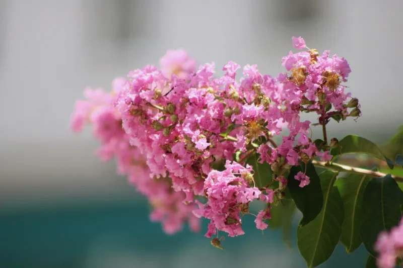 a light pink crepe myrtle