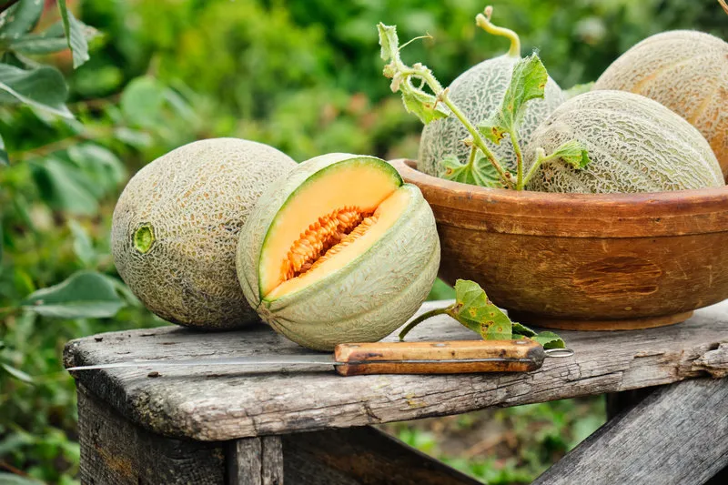 raw organic melons on a table in the garden selective focus