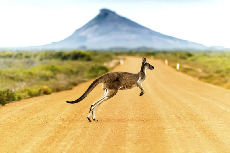 kangaroo crossing dirt road in western australia
