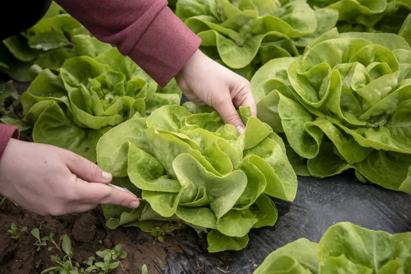 cutting lettuce and preparing for sale