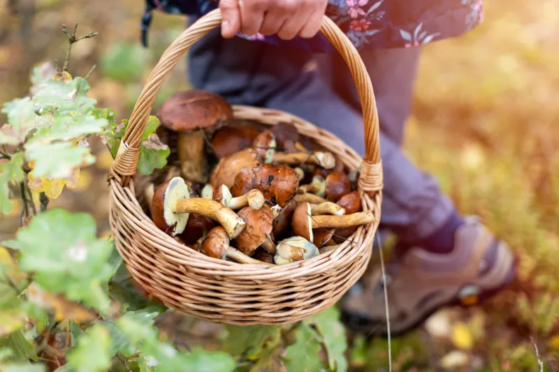 picking mushrooms in the woods