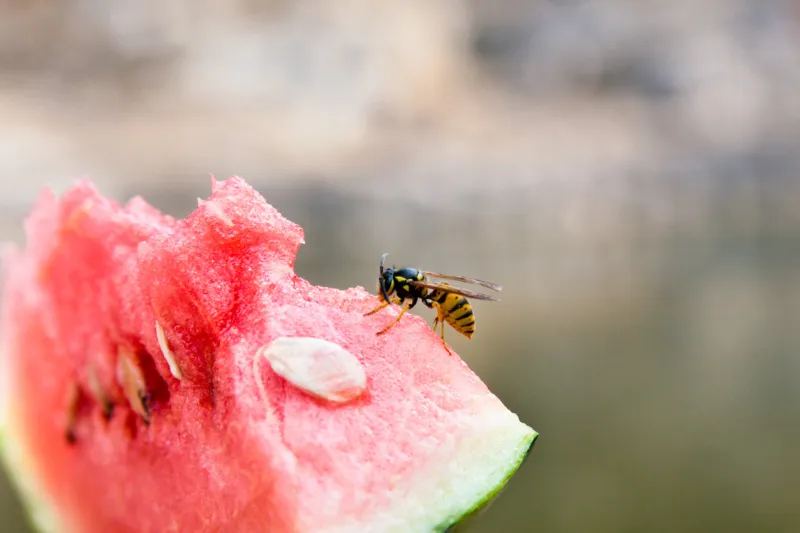 wasp on the watermelon