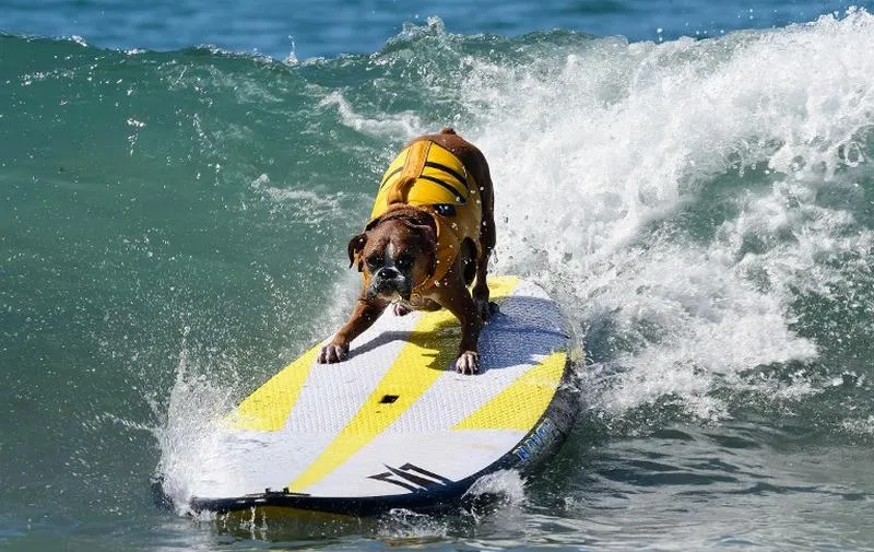 topshotsdogs, petits et grands, et certains en tandem ou avec leur propriétaire, participent au 7ème concours annuel de surf surf de chiens de surf à huntington beach, californie le 27 septembre 2015 afp photo frederic j brown