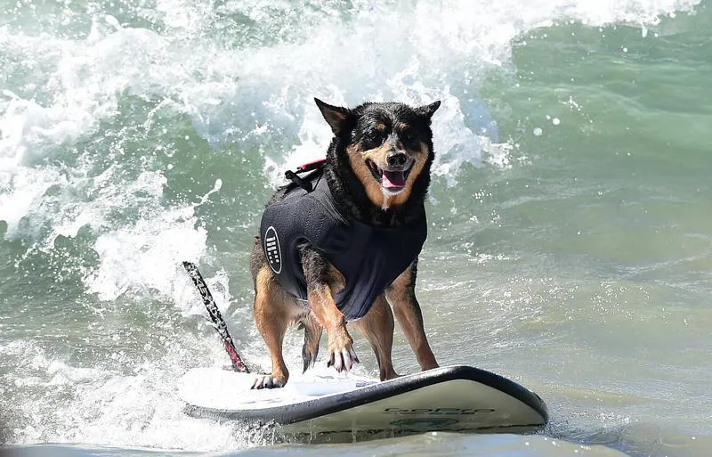 les chiens, grands et petits, et certains en tandem ou avec leur propriétaire, participent au 7ème concours annuel de surf surf surf à huntington beach, en californie, le 27 septembre 2015 afp photo frederic j brown