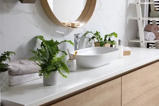 beautiful green ferns and toiletries on countertop in bathroom
