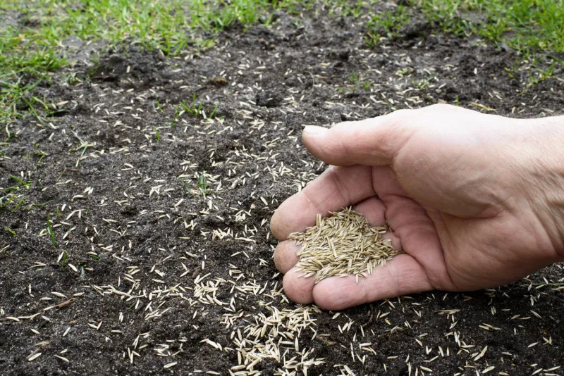 grass seeds in the hand