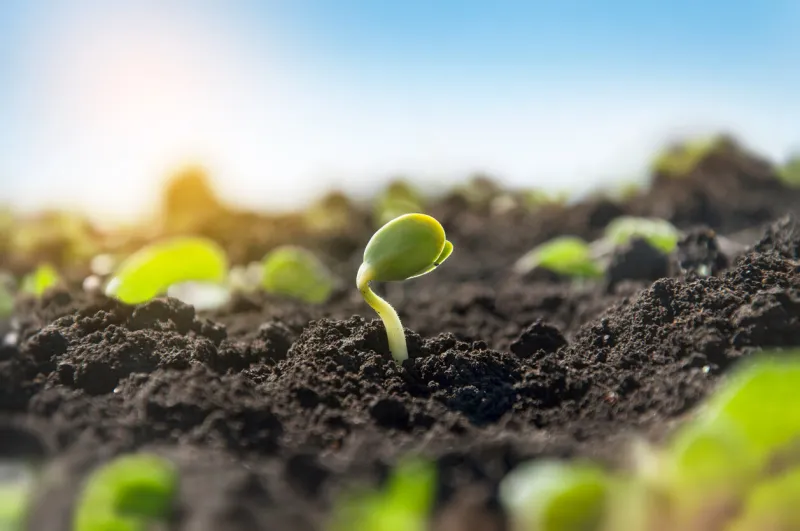 delicate tiny sprout of a soybean plant on an agricultural field the plant reaches for the sun in the morning rays