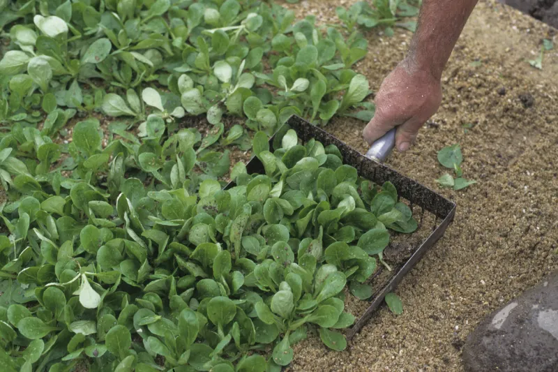harvesting of corn salad calles also lamb's lettuce valerianella locusta