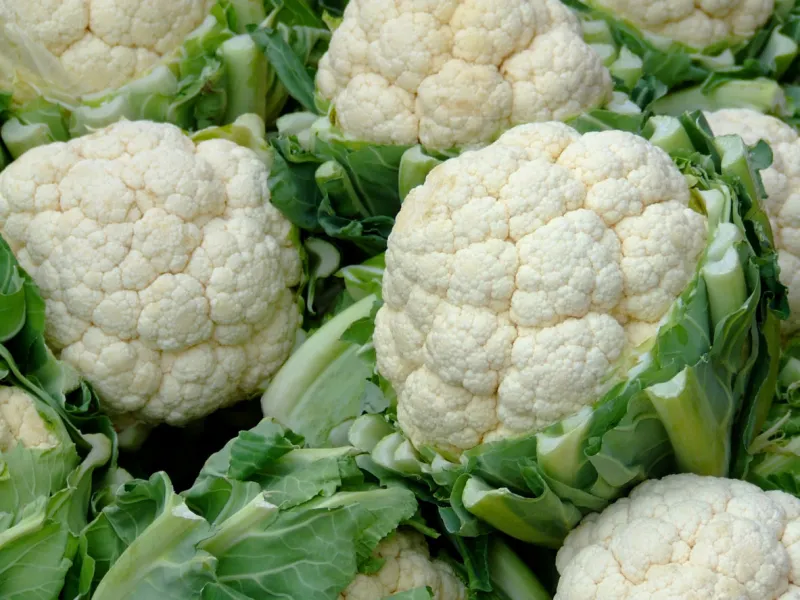 close-up of several heads of cauliflower
