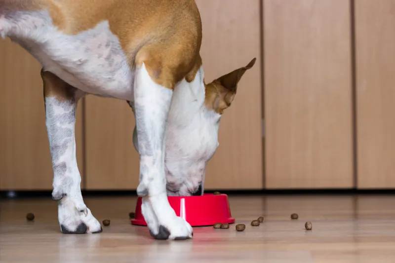 cute dog eating from its bowl at home