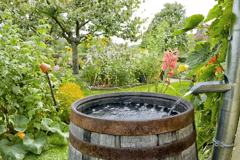 rain barrel in the garden