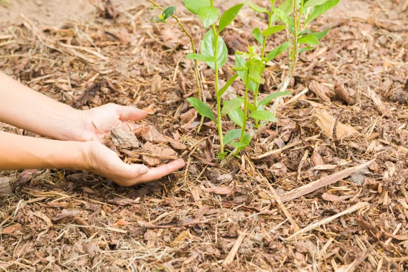 young adult woman hands putting dry wooden mulch on blueberry bush at garden closeup