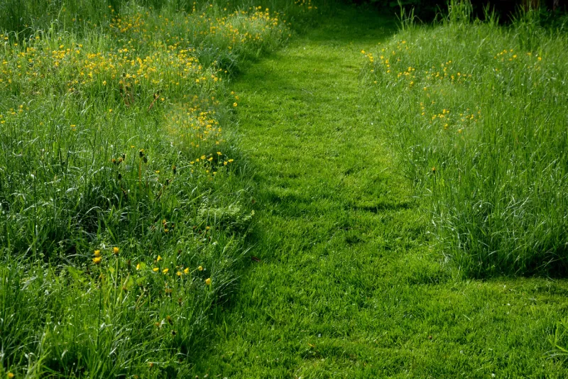 path cut by the mower on a narrow footpath low grass surrounded by a meadow with yellow flowers