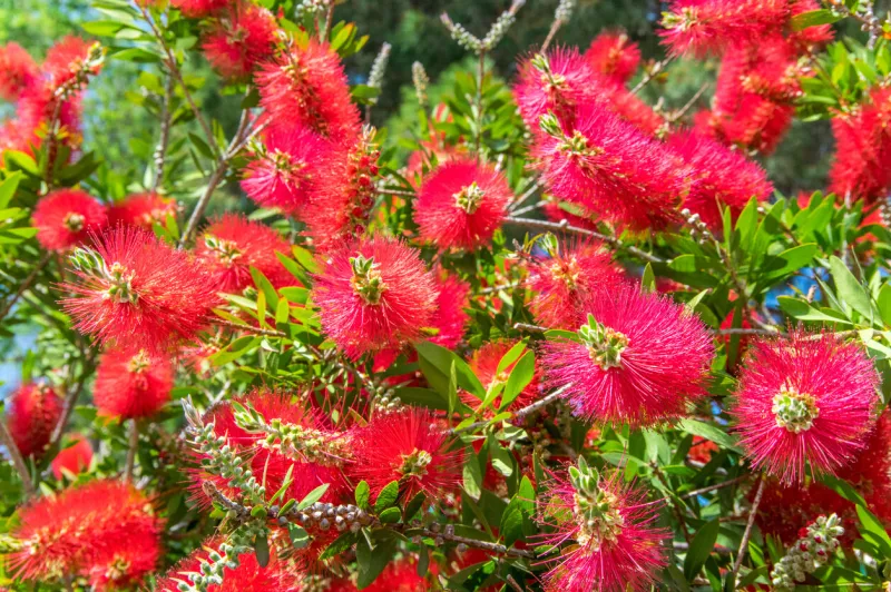 bright red flowers in bloom at the seacoast of mediterranean