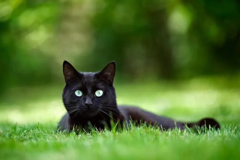 black cat lying in grass and looking directly at the camera